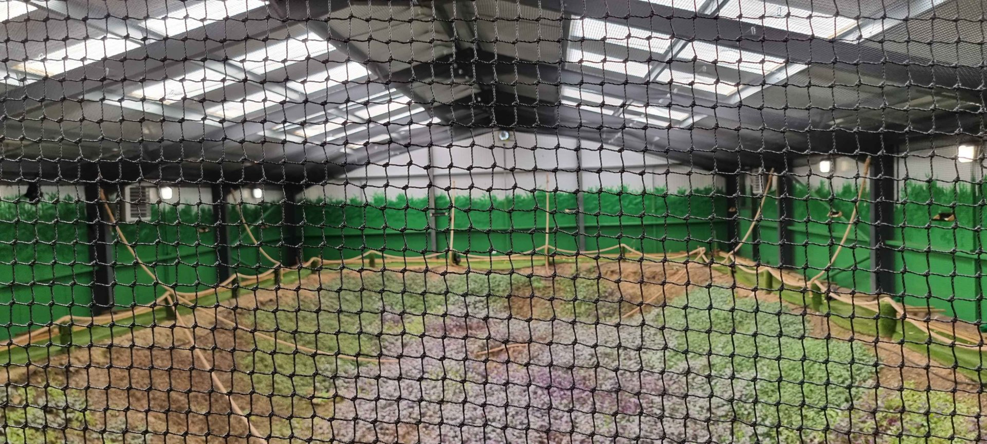 Livingstone's Flying Fox Enclosure