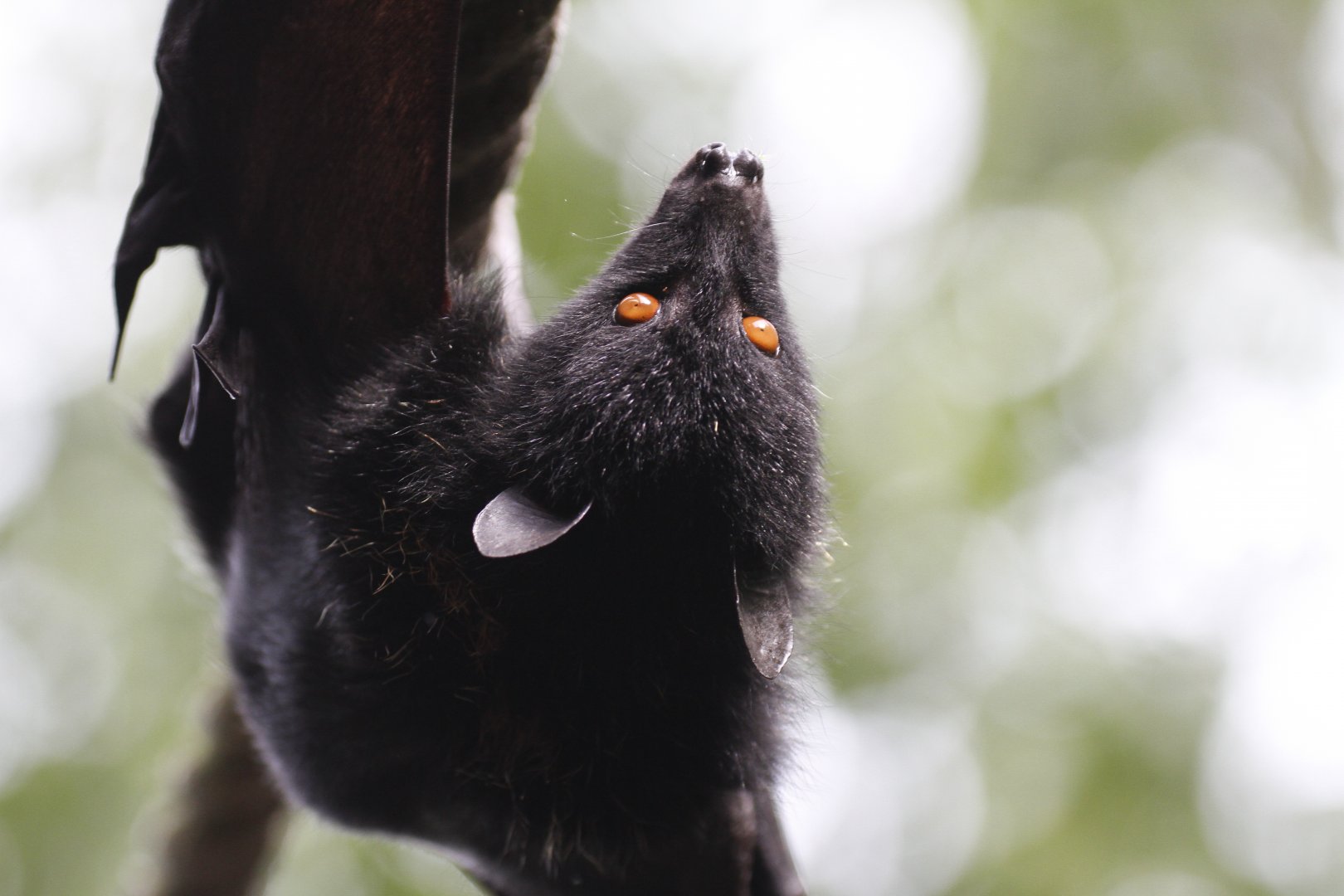 Livingstone's flying fox (Pteropus livingstonii)