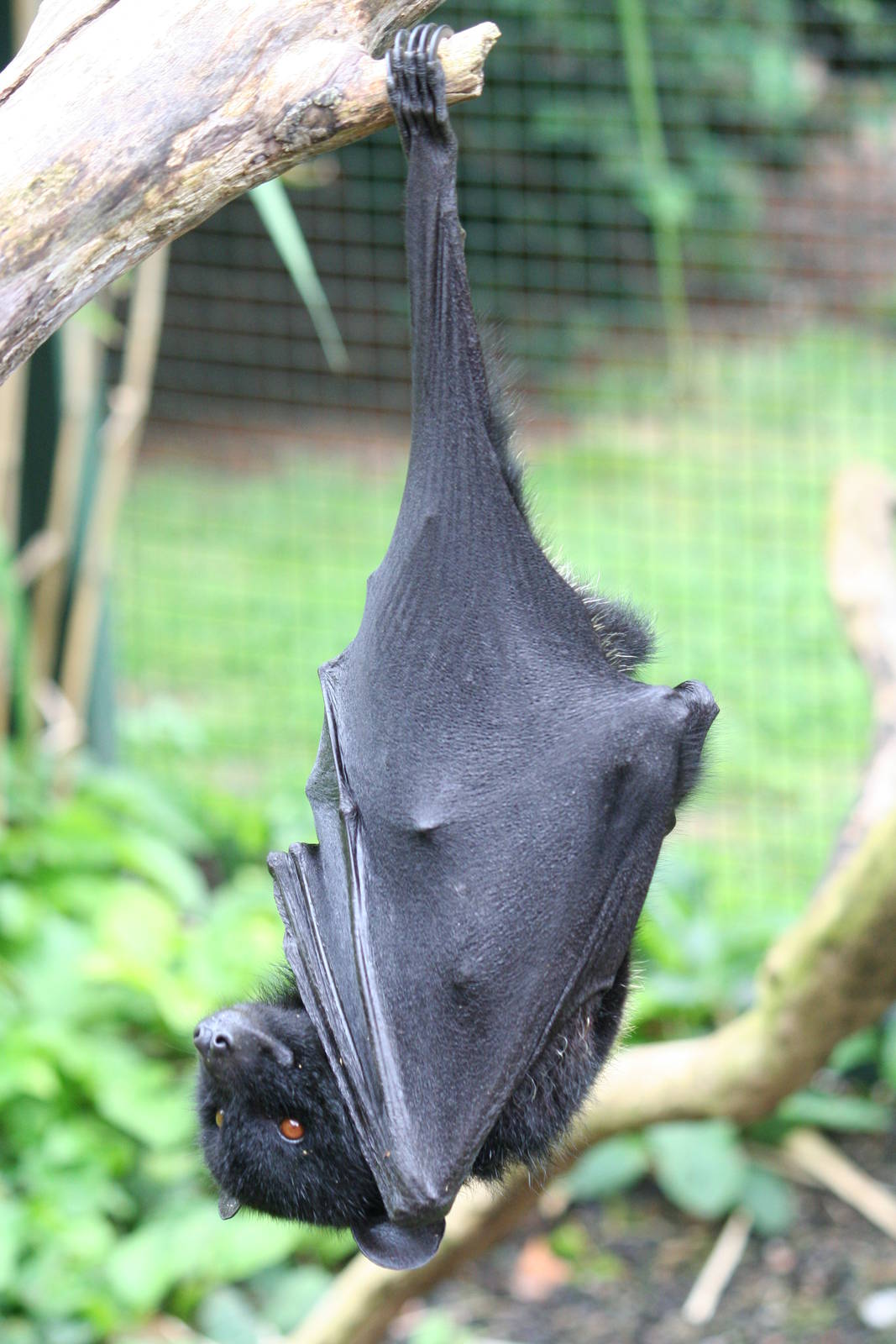 Livingstone's flying fox