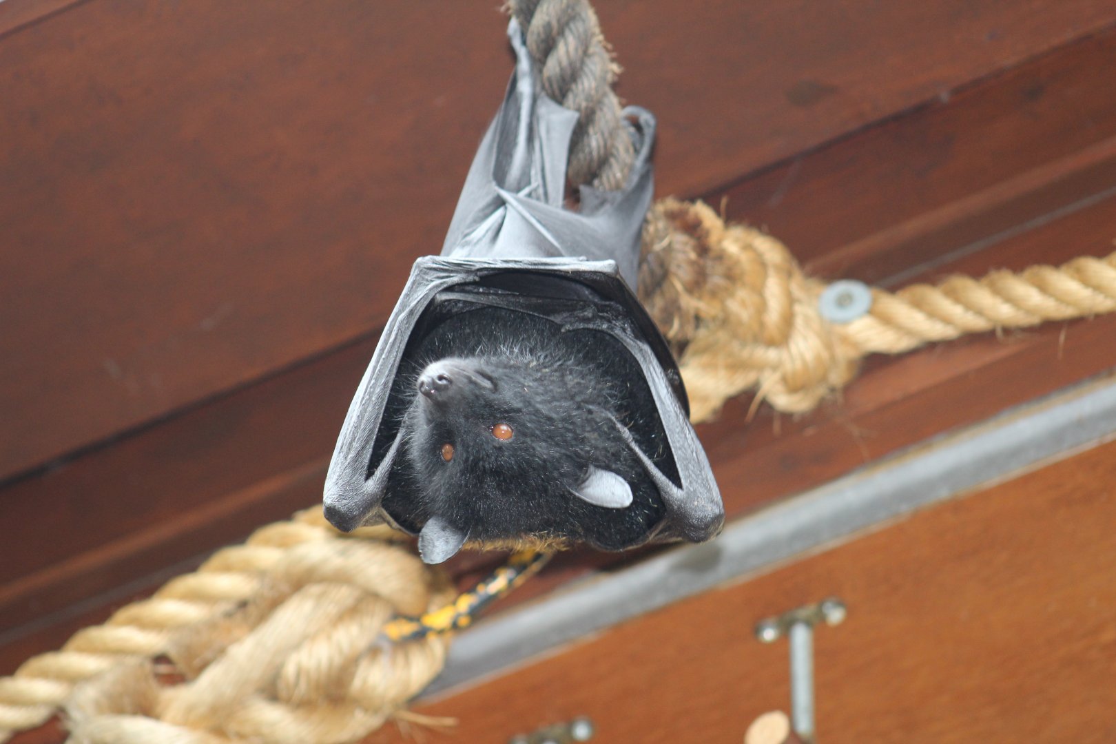 Livingstone's Flying Fox