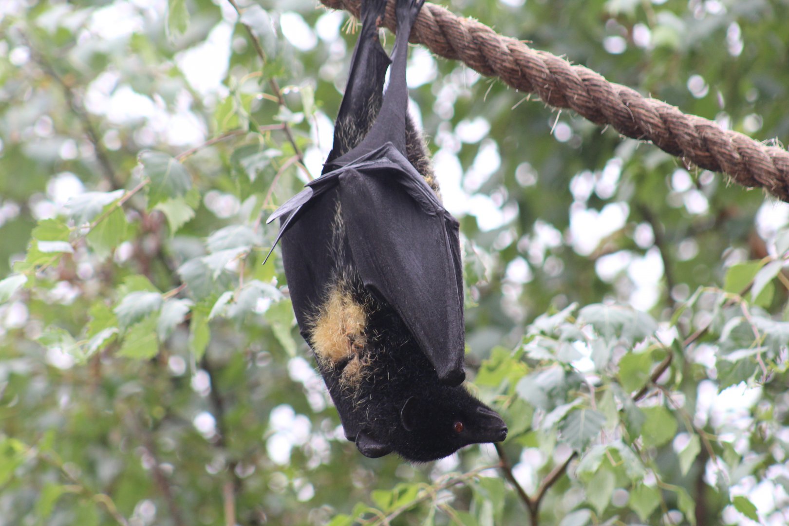 Livingstone's Flying Fox