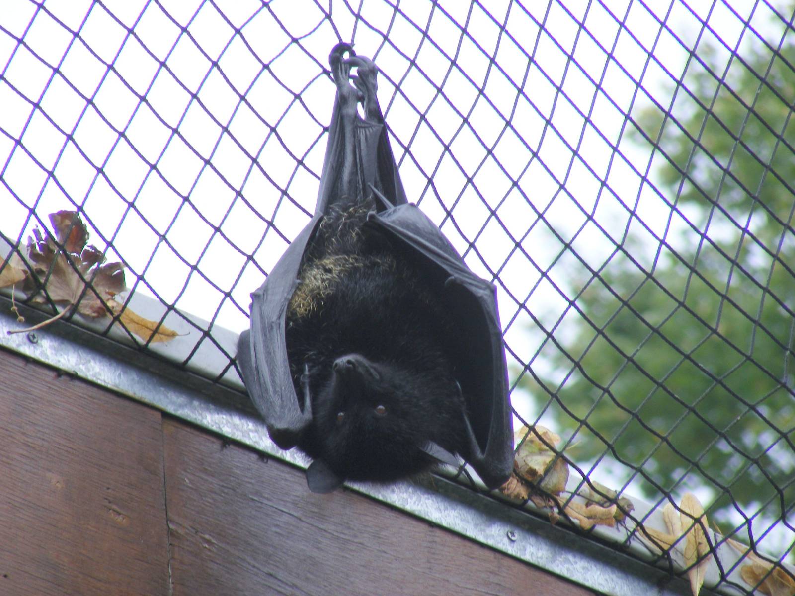 Livingstone's fruit bat at Bristol Zoo, 1 August 2010