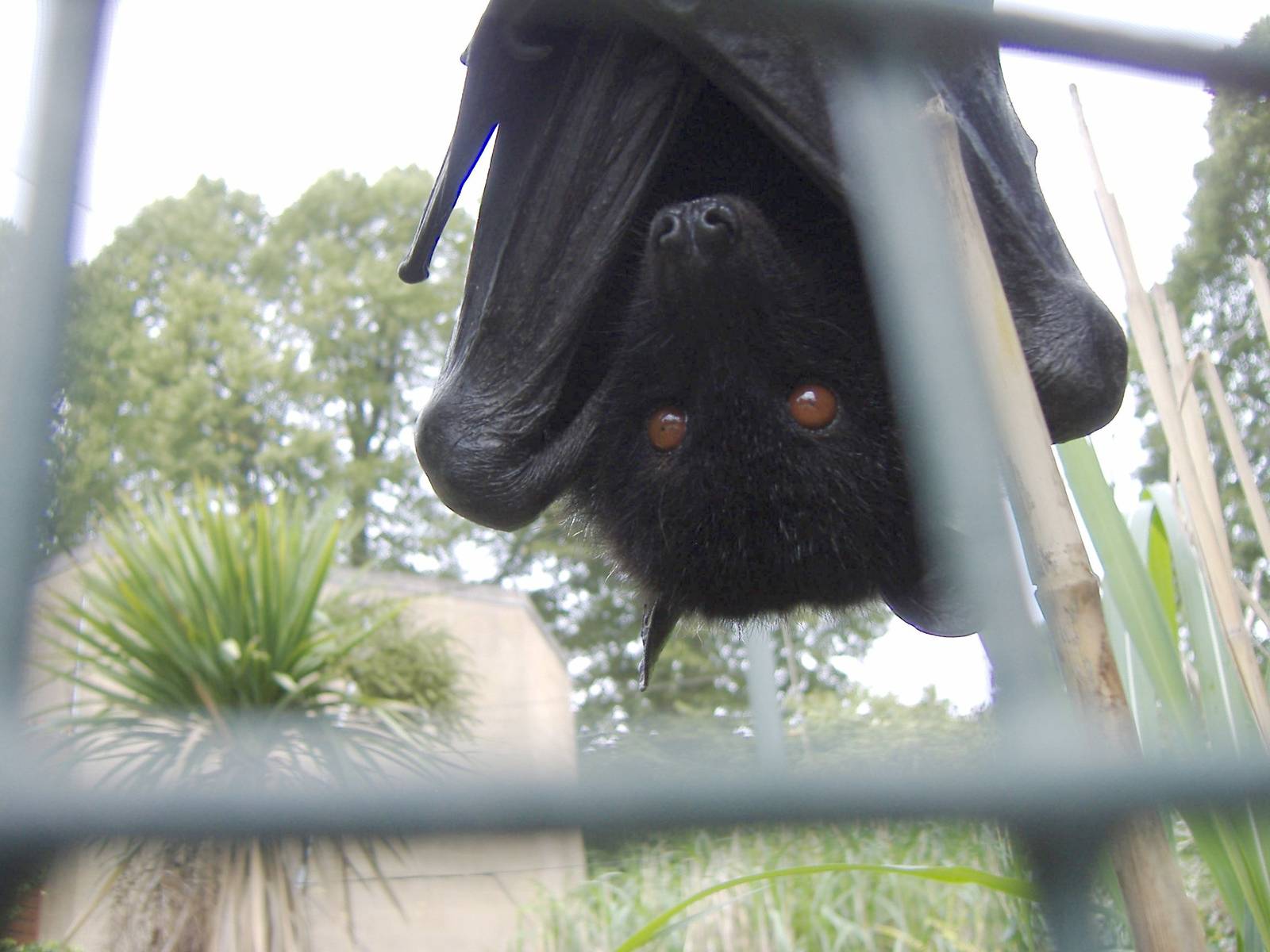 Livingstone's fruit bat at Bristol Zoo, 1 August 2010