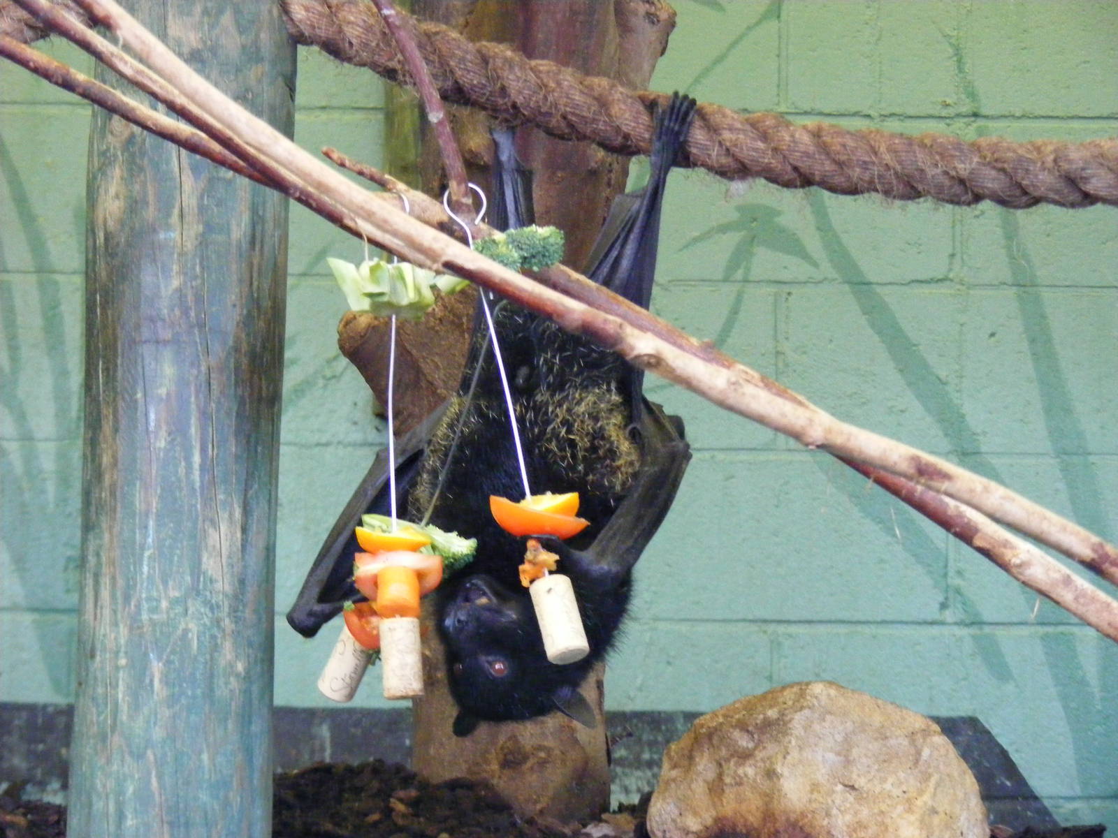 Livingstone's fruit bat at Bristol Zoo, 6 March 2011