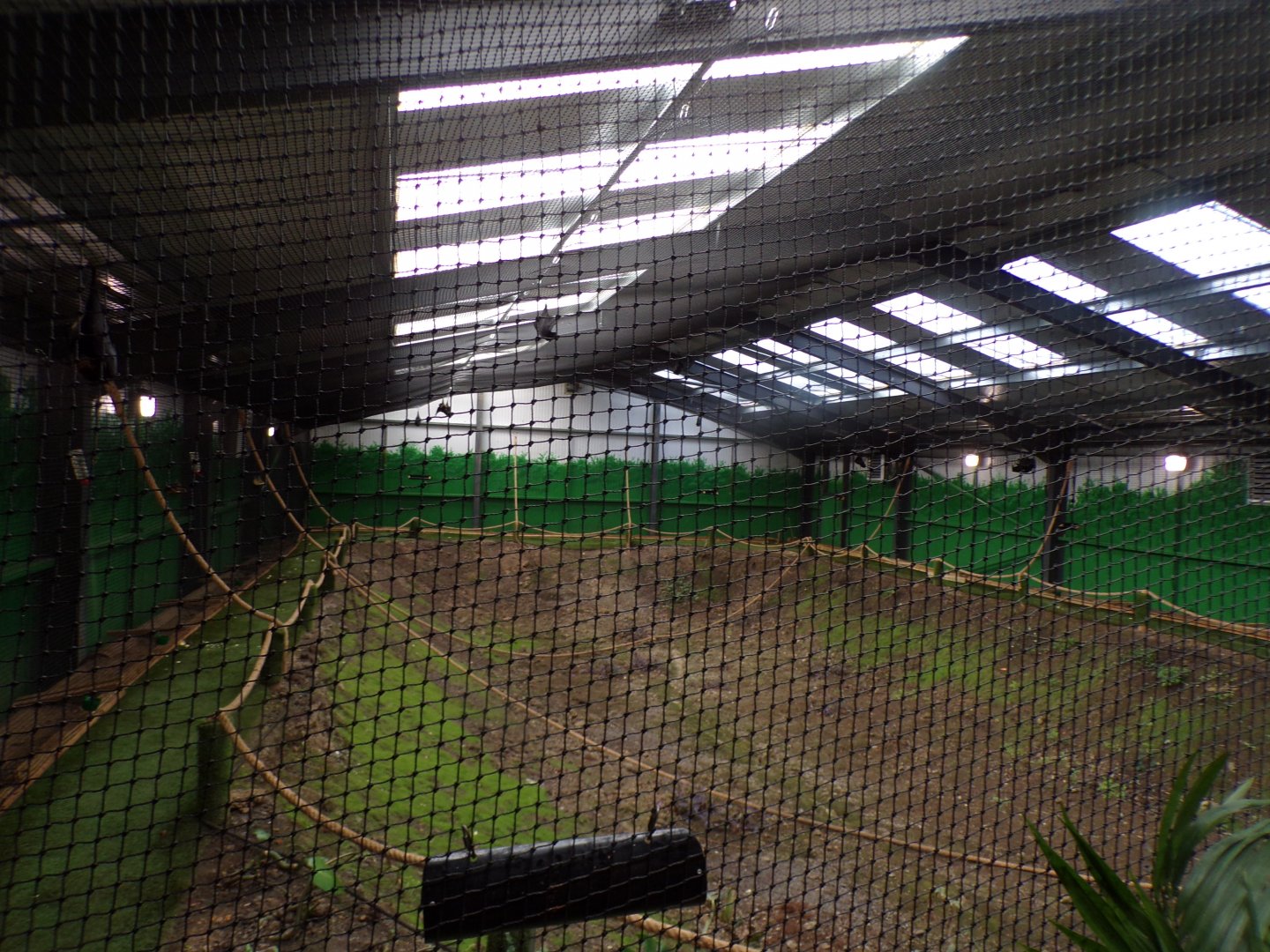 Livingstone’s fruit bat enclosure 14.10.23