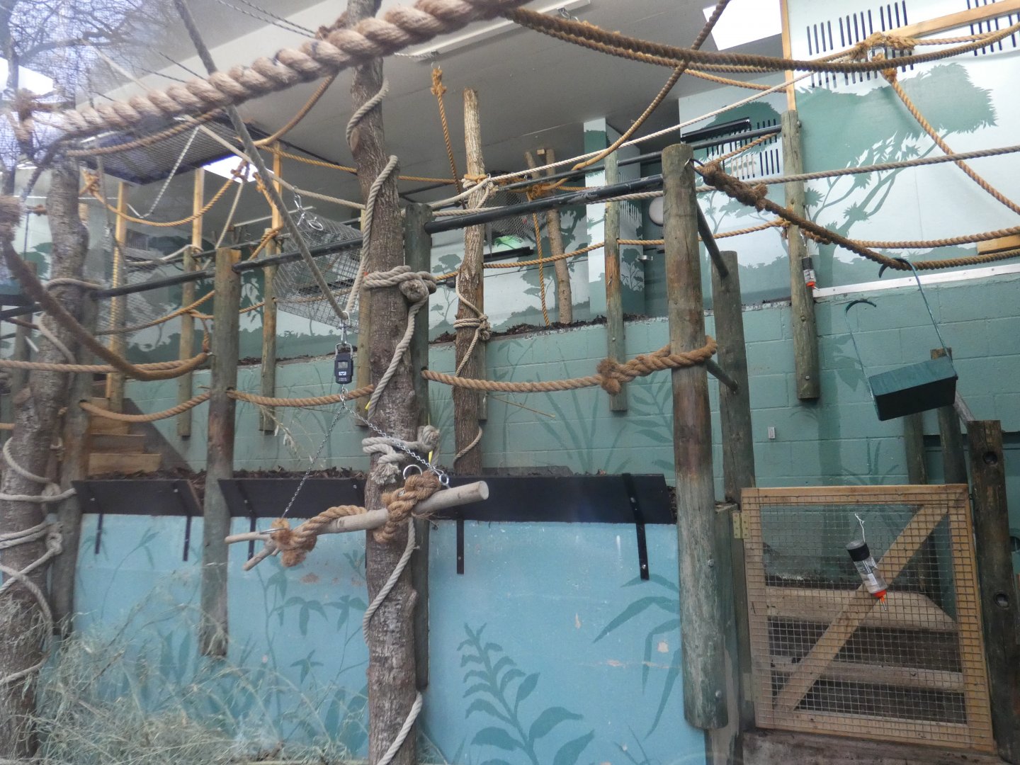 Livingstone's fruit bat indoor enclosure
