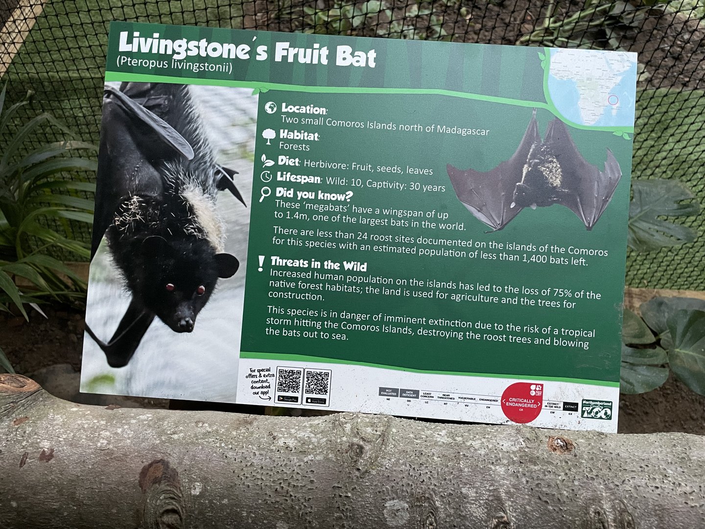 Livingstone’s Fruit Bat Information Board