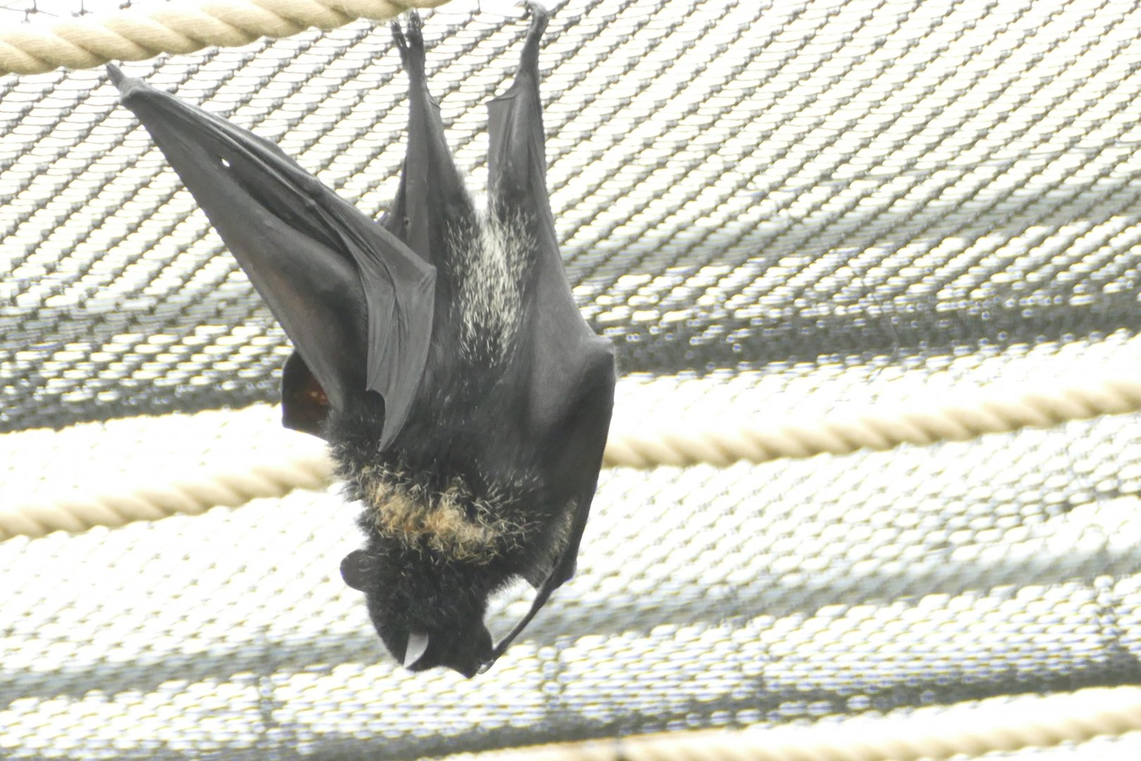 Livingstone's fruit bat, June 2018