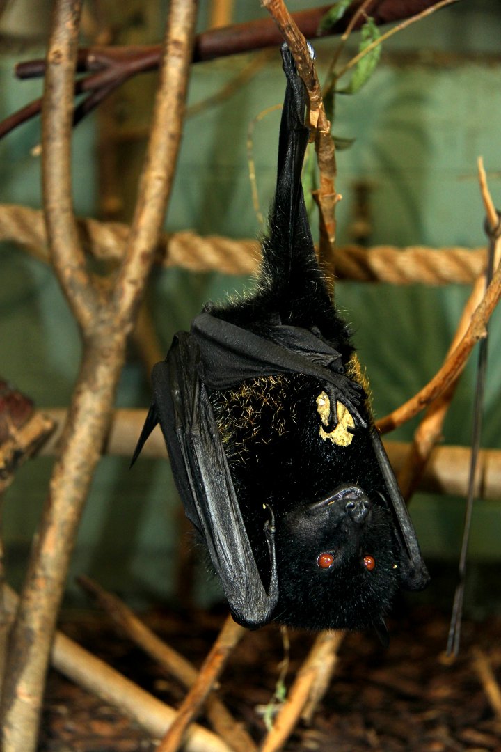 Livingstone's fruit bat (Pteropus livingstonii), also called the Comoro flying fox
