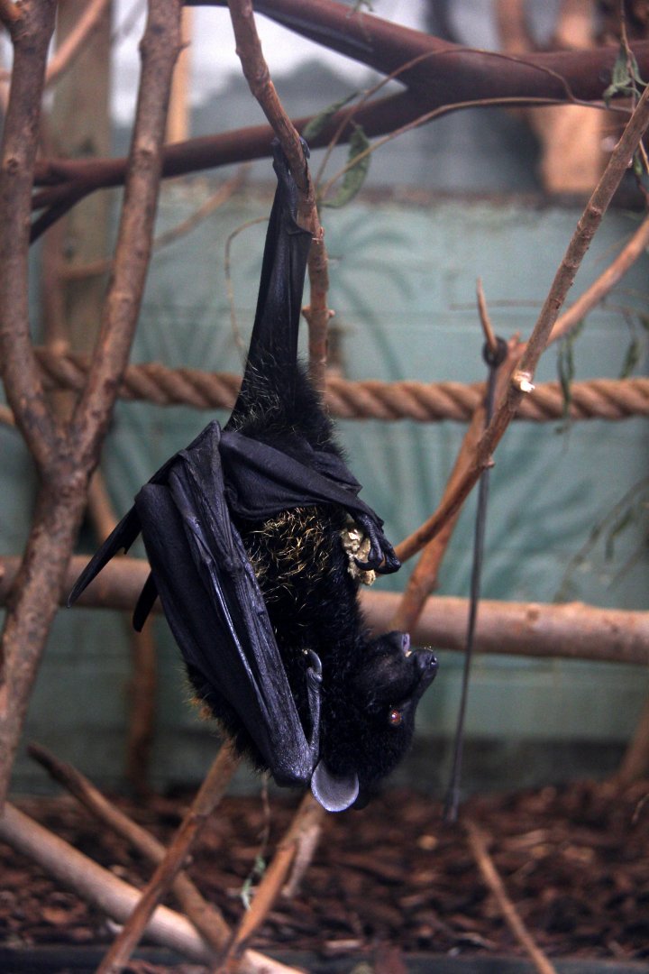Livingstone's fruit bat (Pteropus livingstonii), also called the Comoro flying fox