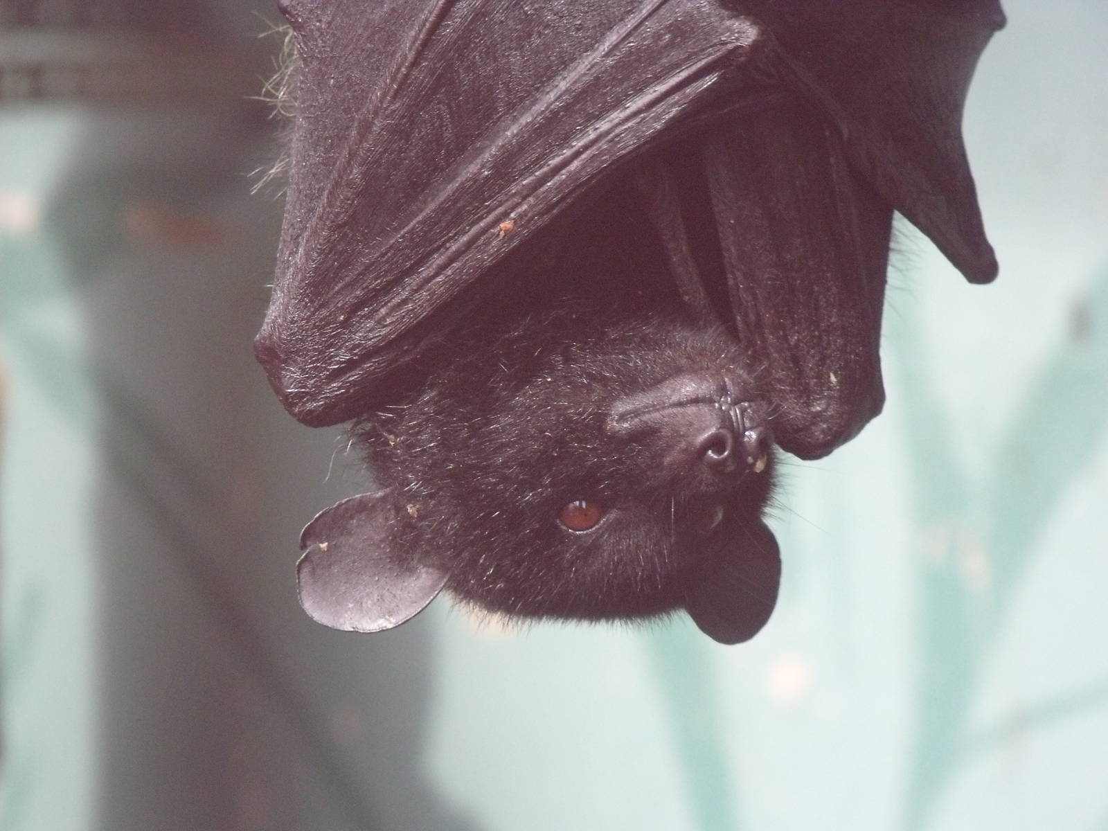 livingstone's fruit bat