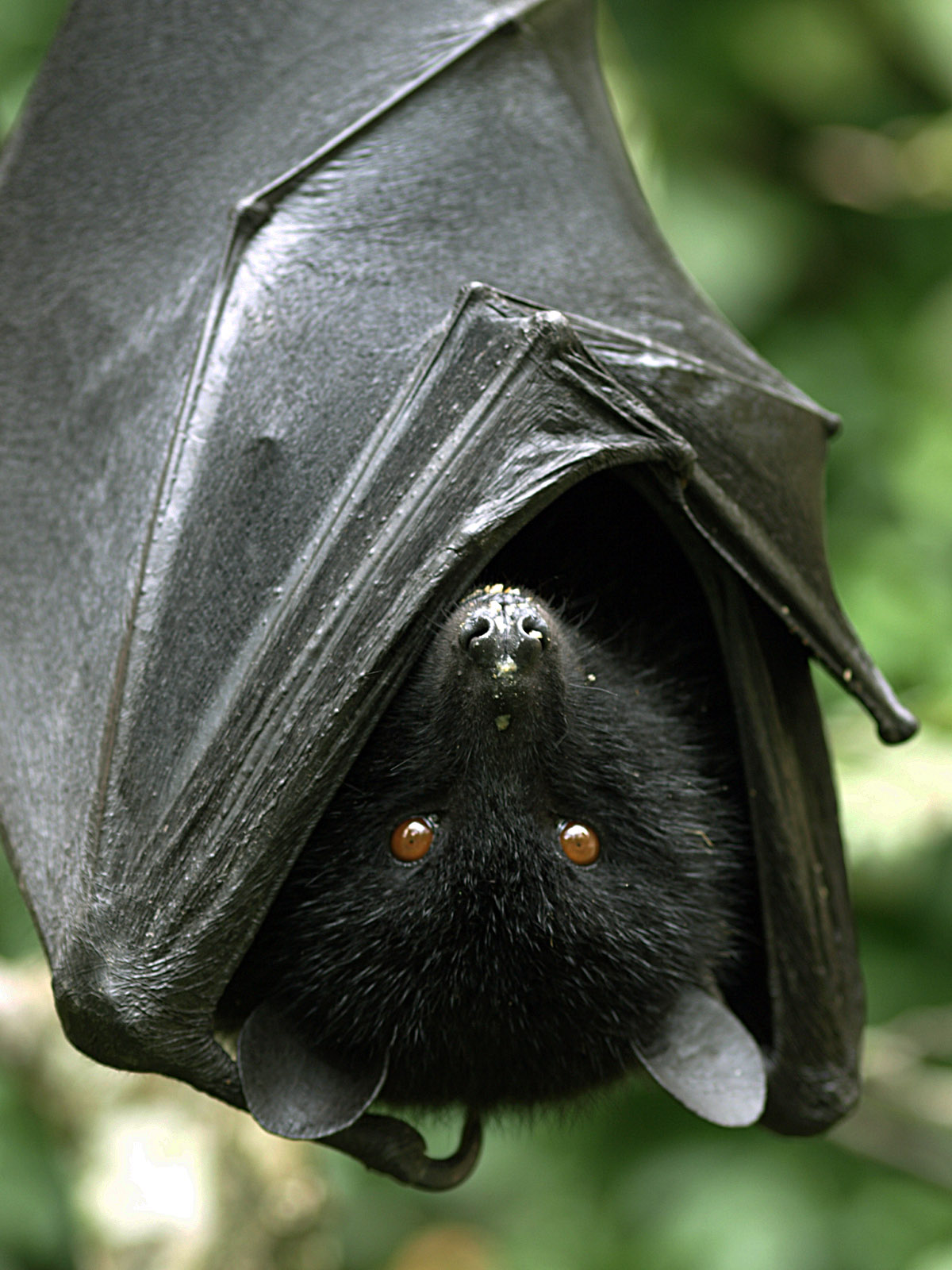 Livingstone's Fruit bat