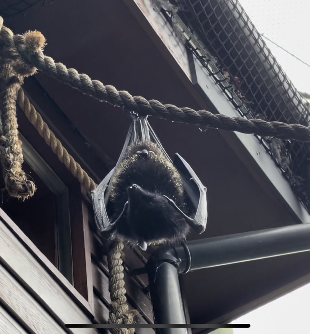 Livingstones fruit bat