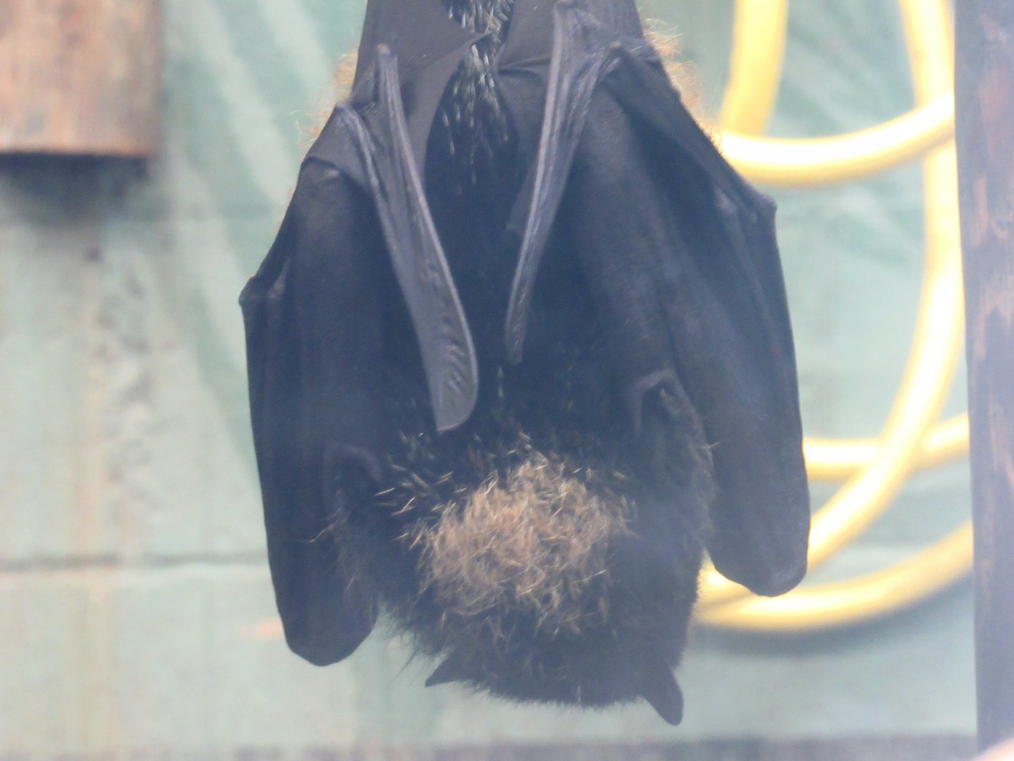 Livingstone’s Fruit Bat