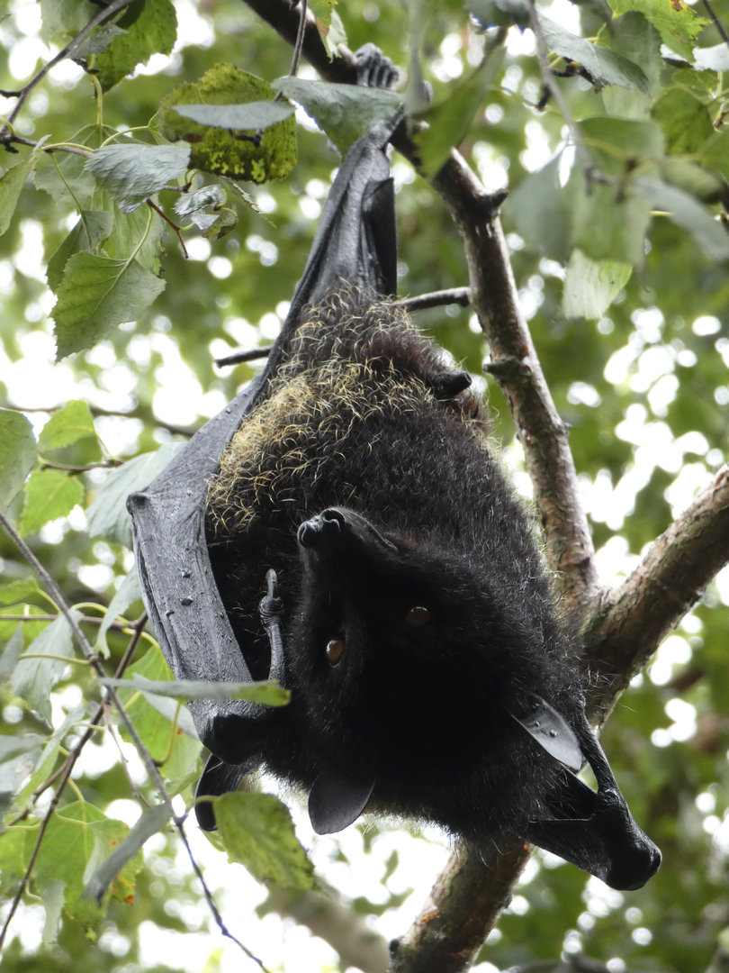 Livingstone's fruit bat