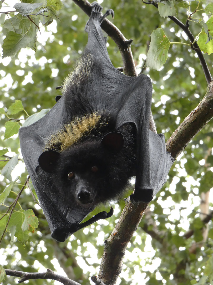 Livingstone's fruit bat