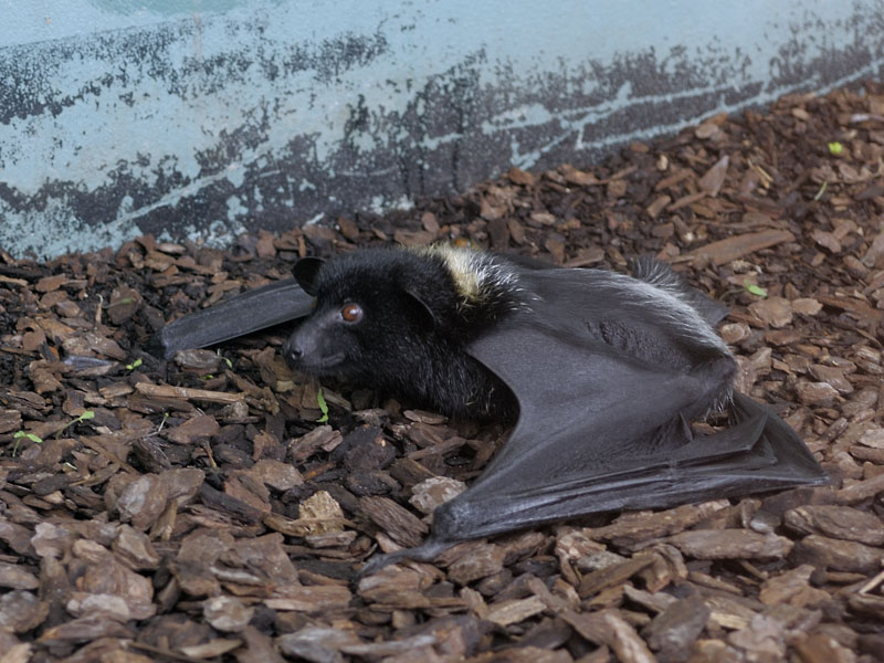 Livingstones fruit bat