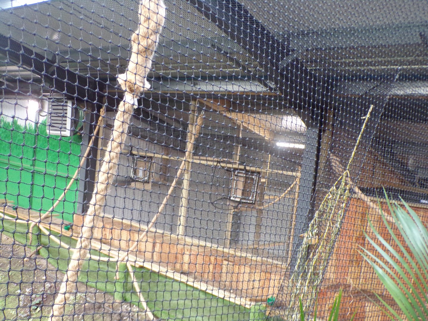 Livingstone’s fruit bats holding areas 14.10.23