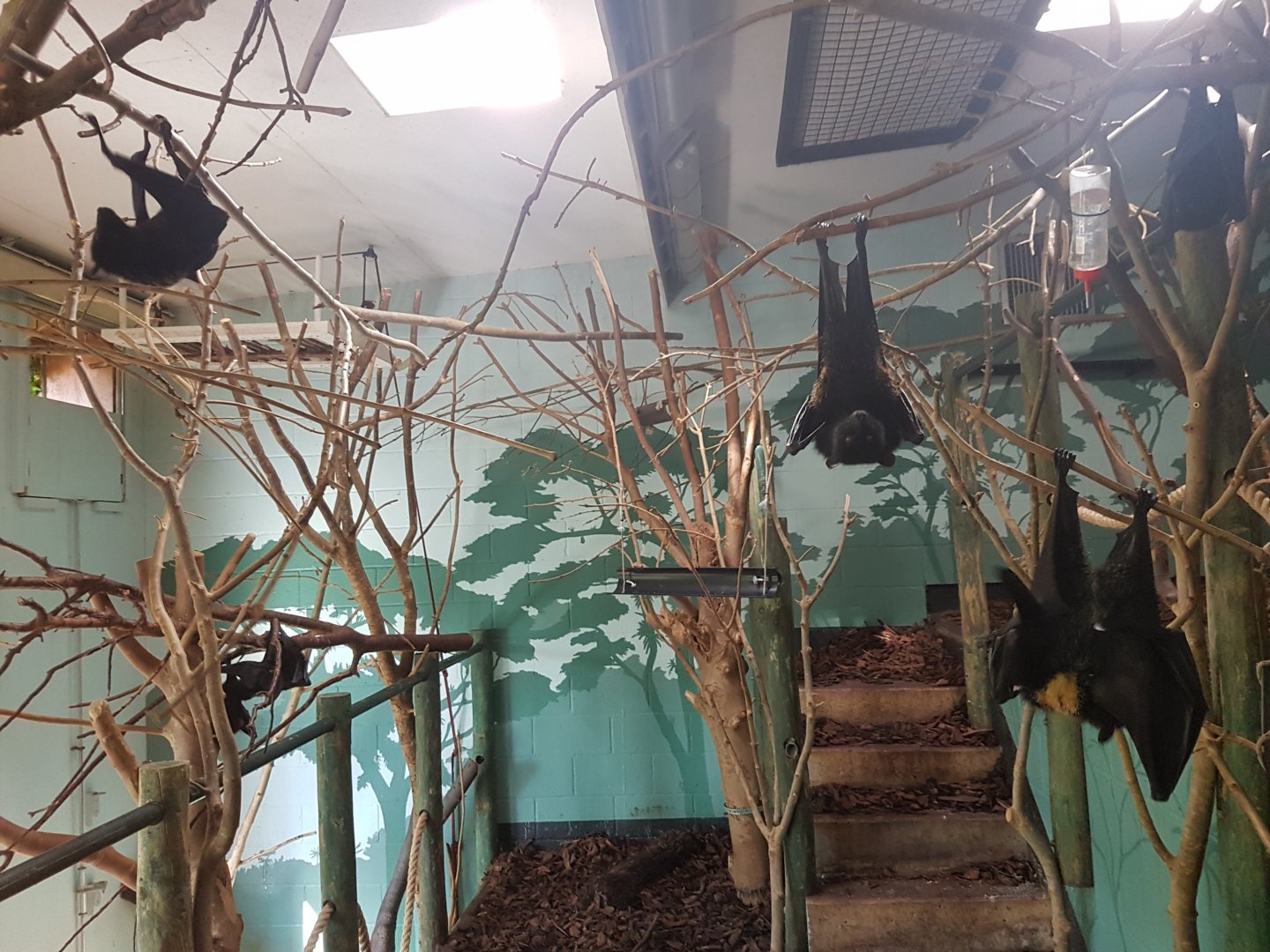 Livingstone's Fruit Bats Indoor enclosure - Bristol Zoo, 2016.