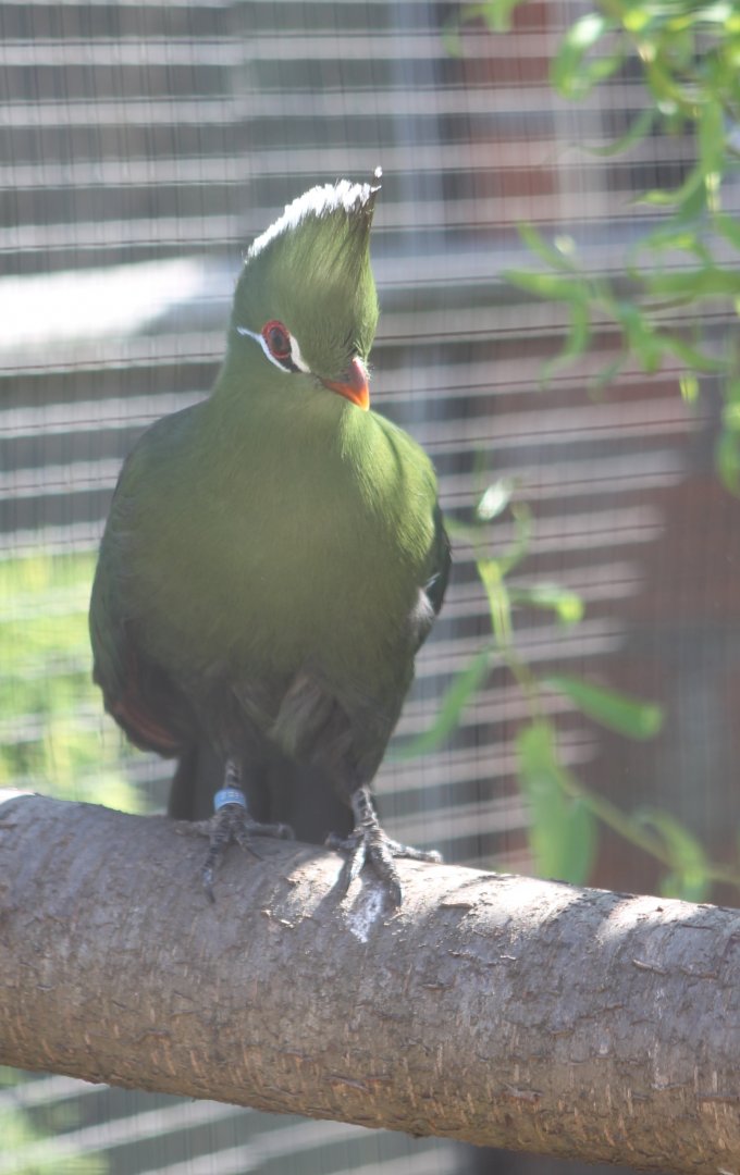 Livingstone's touraco