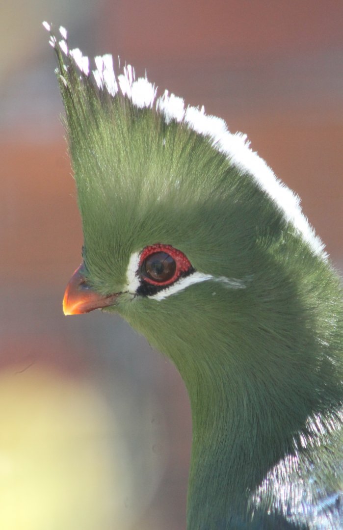 Livingstone's touraco