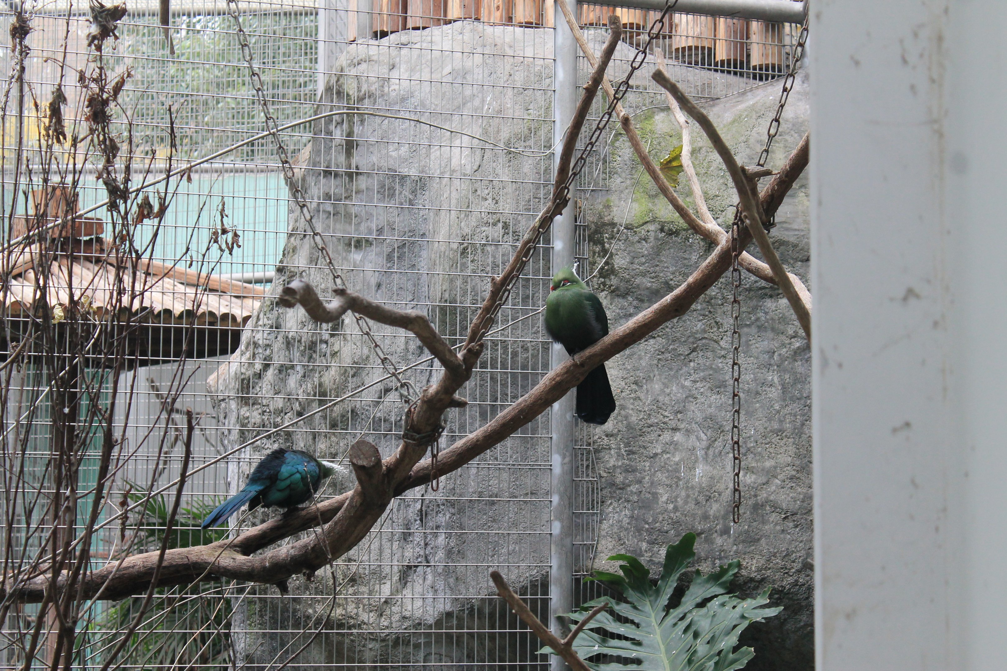 Livingstone's Touracos