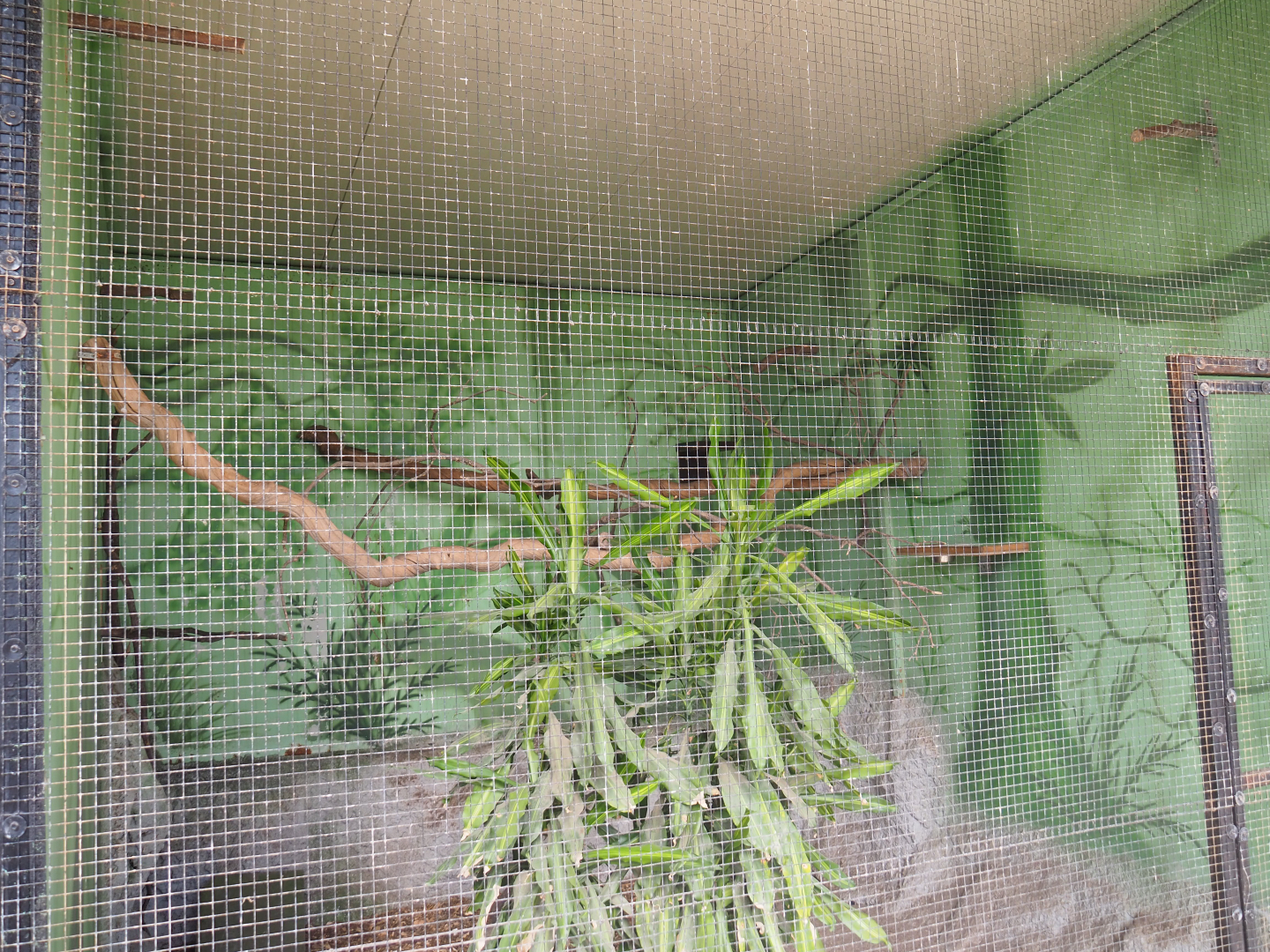 Livingstone's turaco aviary, 2019-08-04