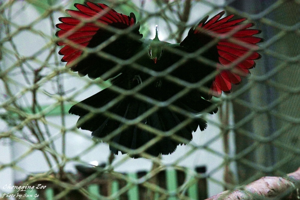 Livingstone's turaco landing