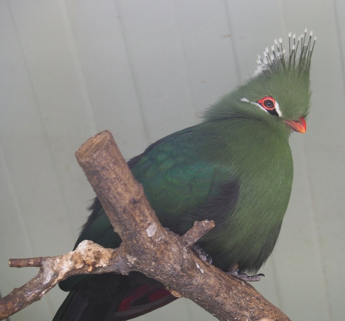 Livingstone's turaco (Tauraco livingstonii), 2021-06-15