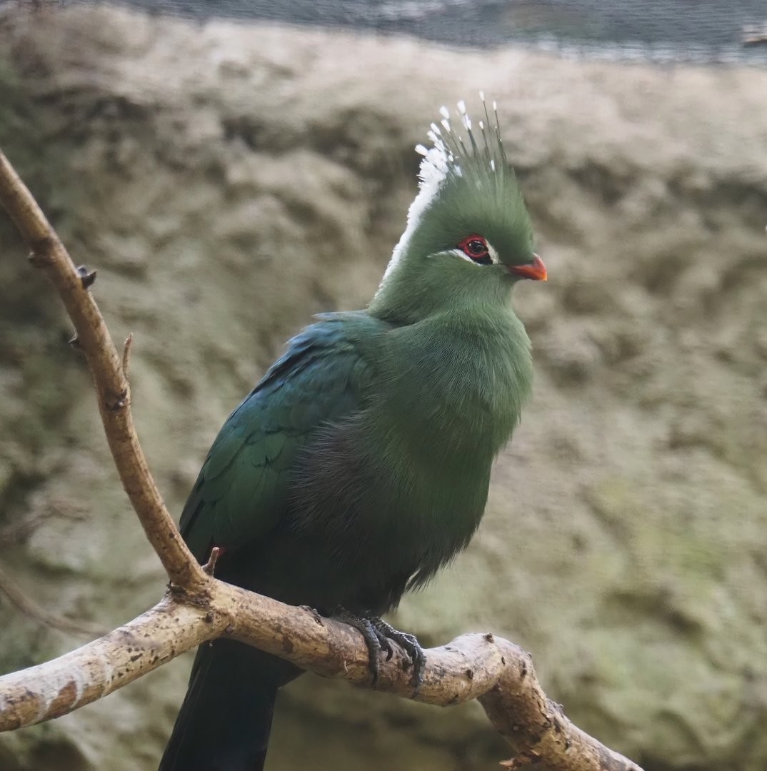 Livingstone's turaco (Tauraco livingstonii), 2024-05-22
