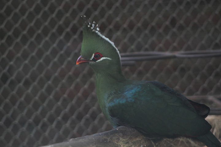 Livingstone's turaco (Tauraco livingstonii livingstonii)