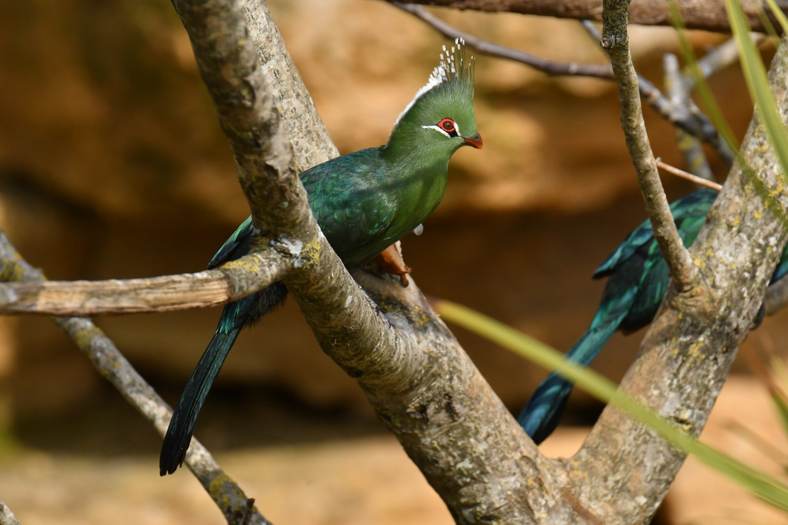 Livingstone's Turaco (Tauraco livingstonii)