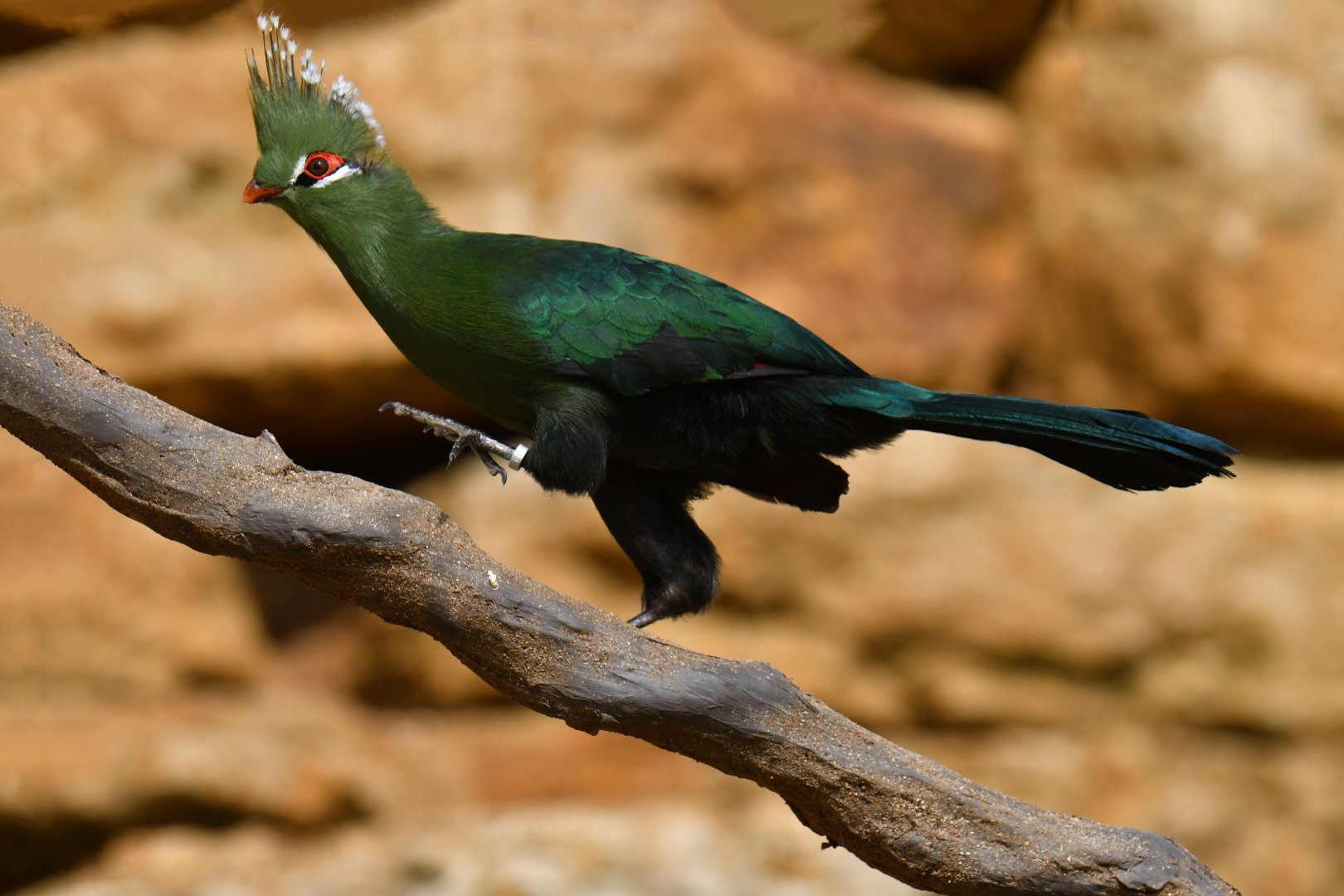 Livingstone's Turaco (Tauraco livingstonii)