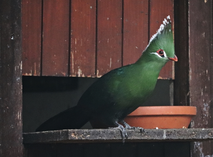 Livingstone's turaco (Tauraco livingstonii)