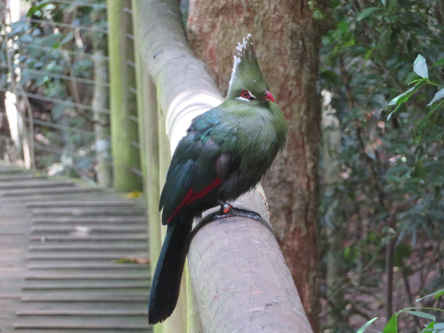 Livingstone's turaco (Tauraco livingstonii)