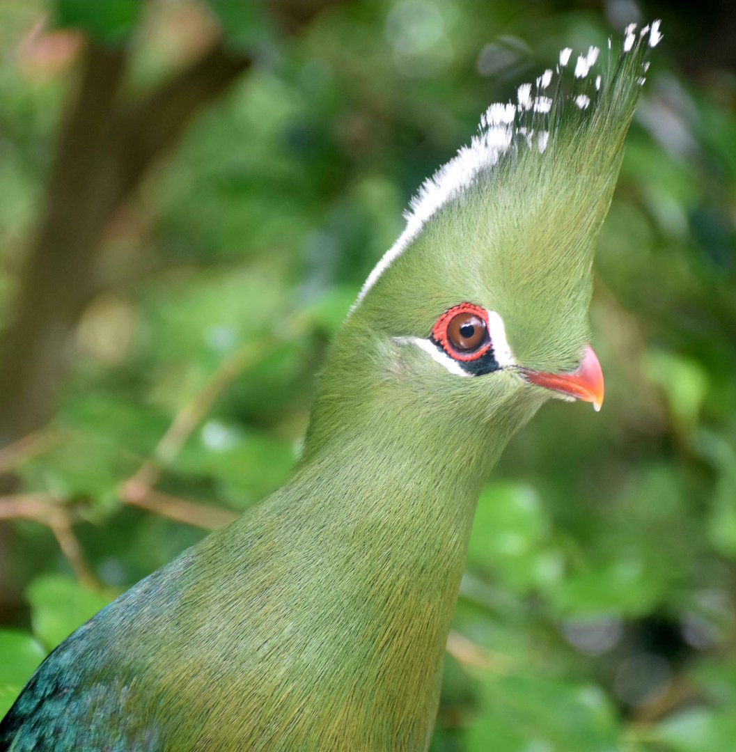 Livingstone's Turaco (Tauraco livingstonii)