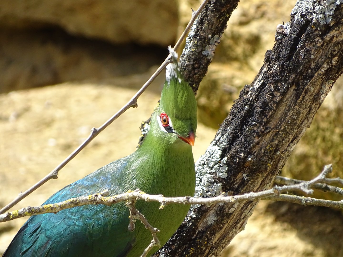 Livingstone's turaco (Tauraco livingstonii)