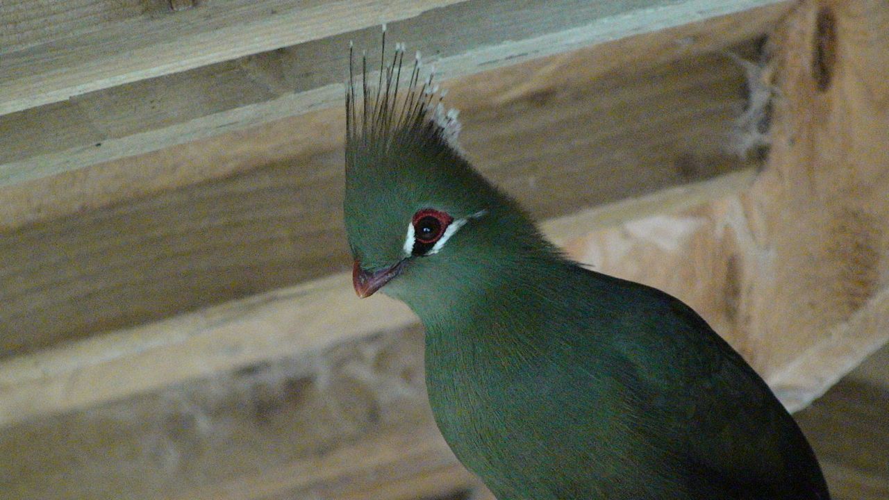 Livingstone's turaco