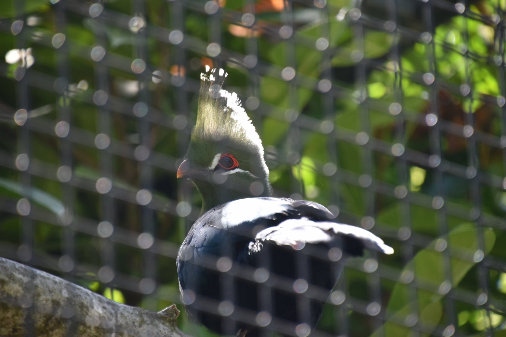 Livingstone's turaco