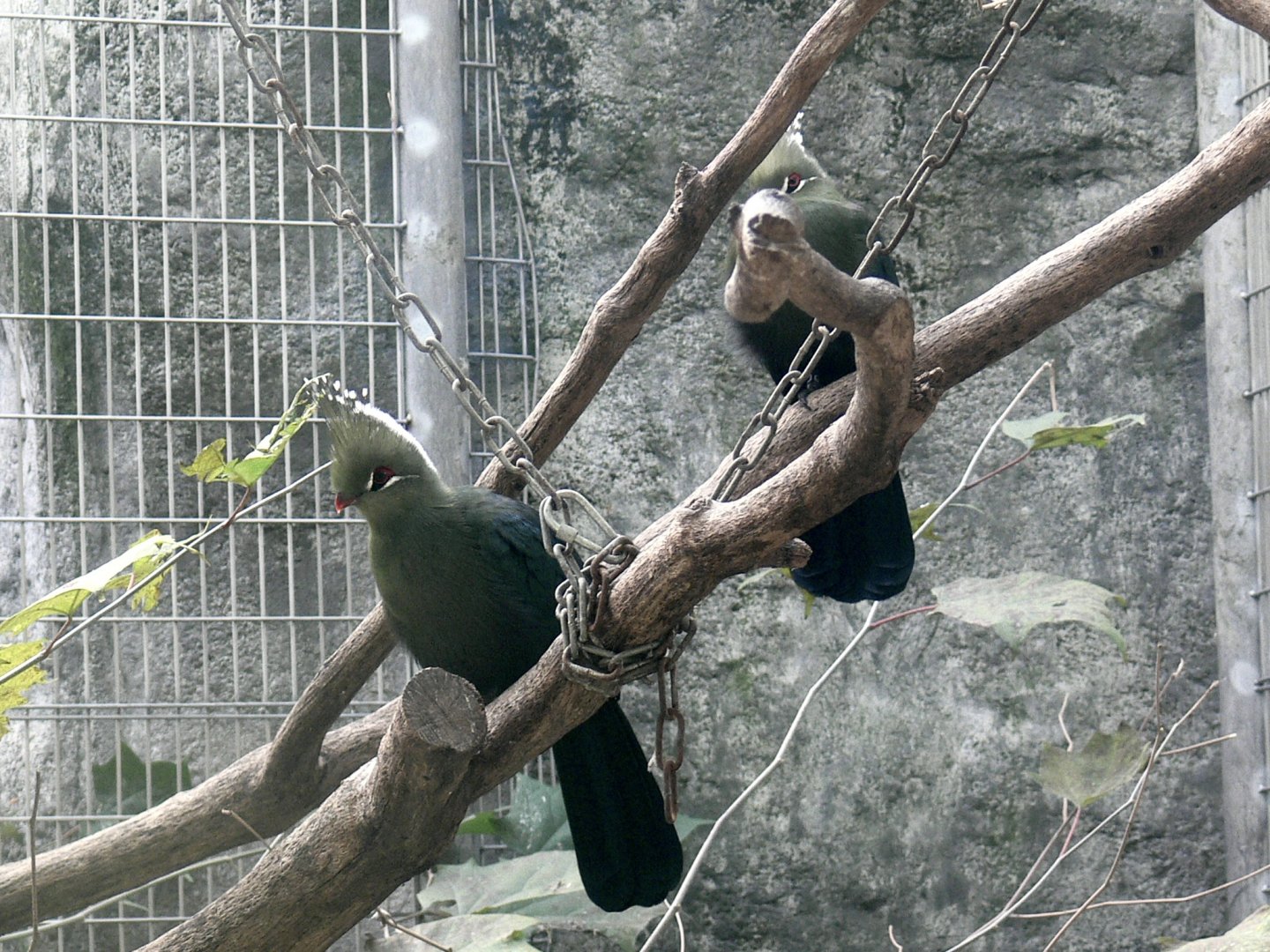 Livingstone's Turaco