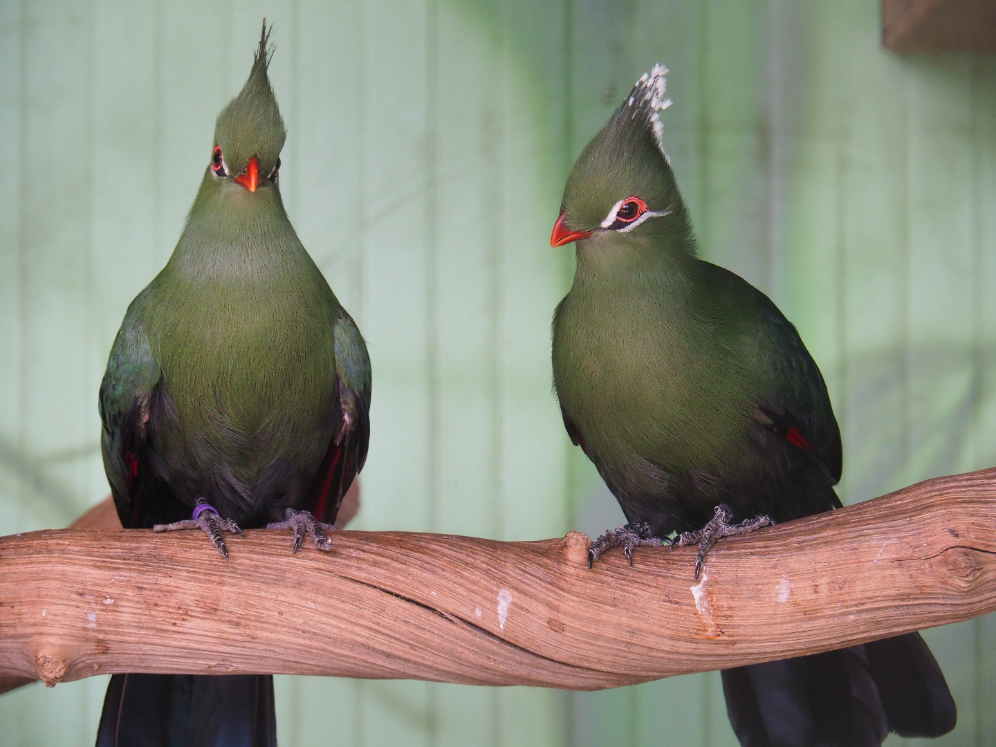 Livingstone's turacos (Tauraco livingstonii), 2019-08-04