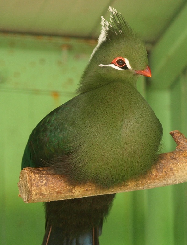 Livingston's turaco (April 19th, 2015)