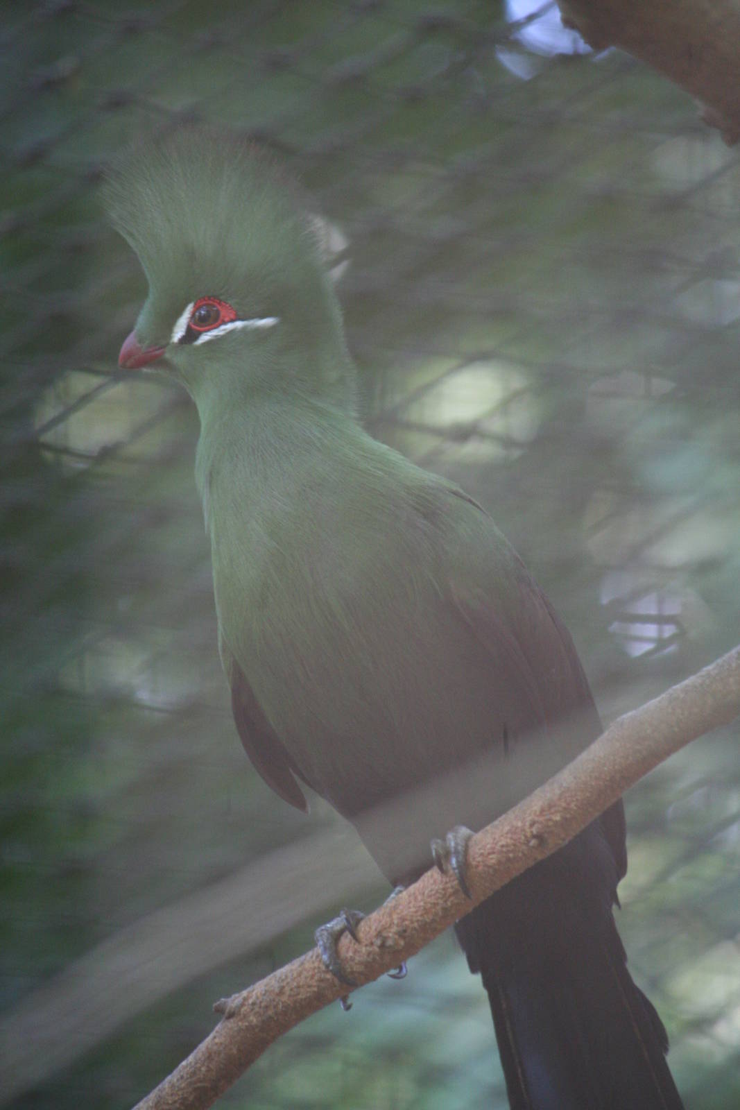Livingston's turaco?