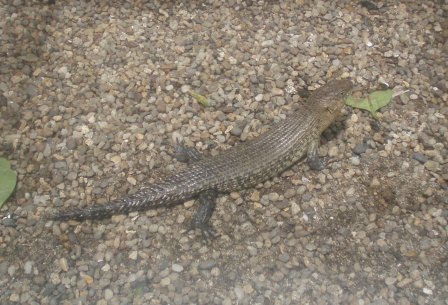 Lizard 5