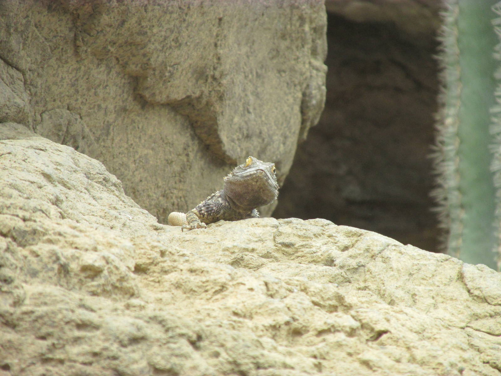 Lizard​ Waiting for Meal