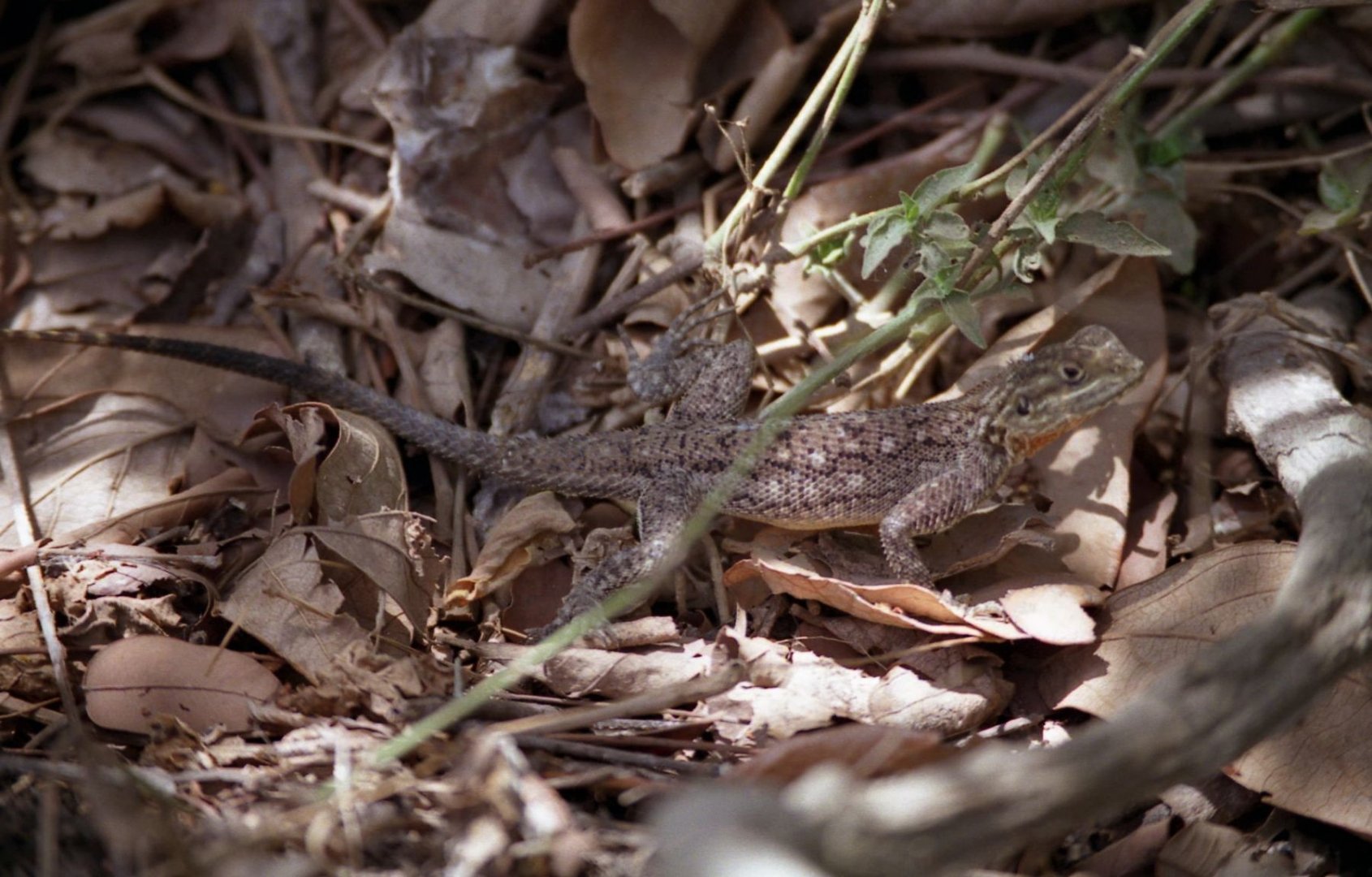 Lizard, Abuko Nature Reserve 1996
