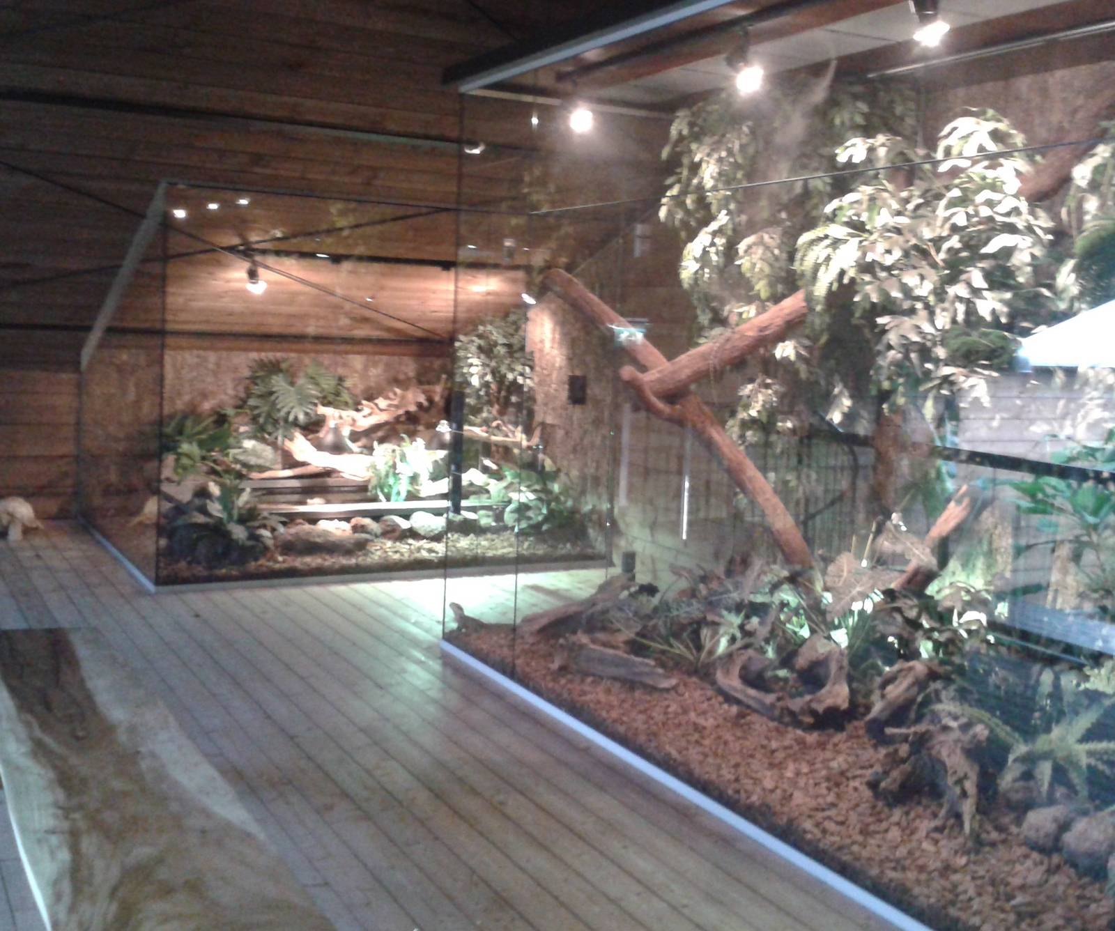 lizard and dwarf caiman enclosures