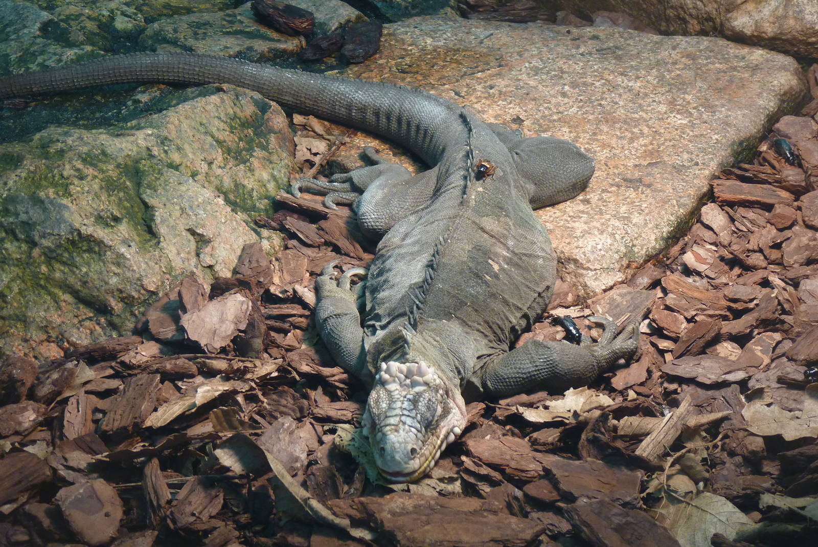 Lizard and lunch, October 2016