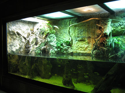 lizard and turtle and fish exhibit.