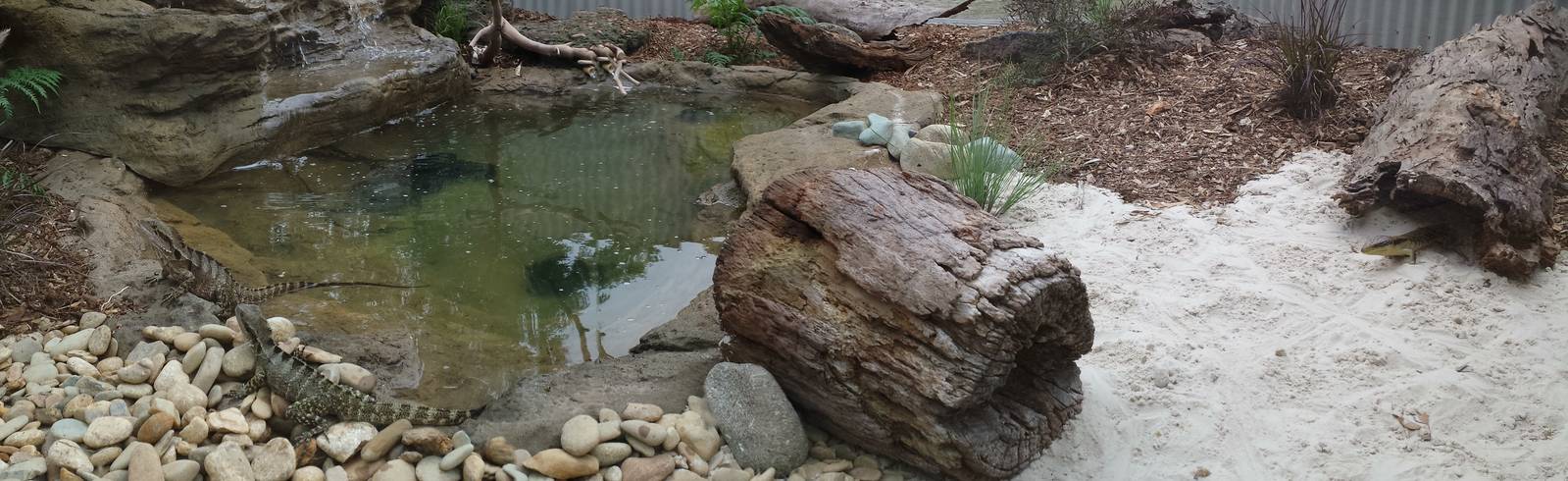 Lizard and turtle enclosure